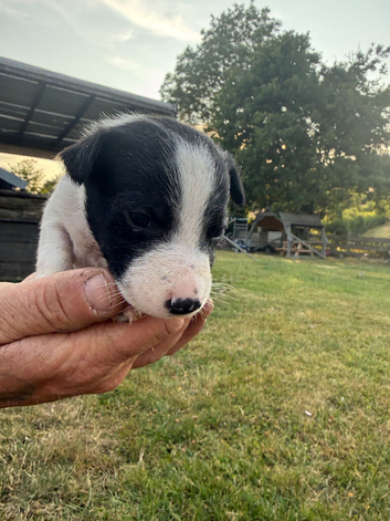Border collie puppies