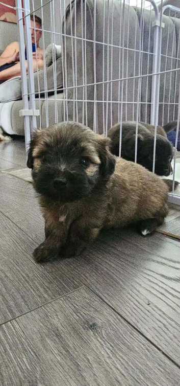 Very cute need a loveing home