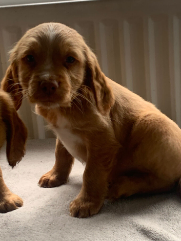 Kc reg mixed litter ready soon