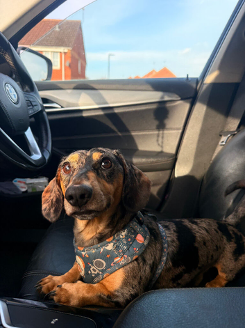 Black and Tan Silver Dapple Stud Dachshund