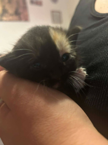 Kitten for sale