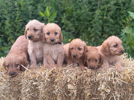 Gorgeous miniature Labradoodle