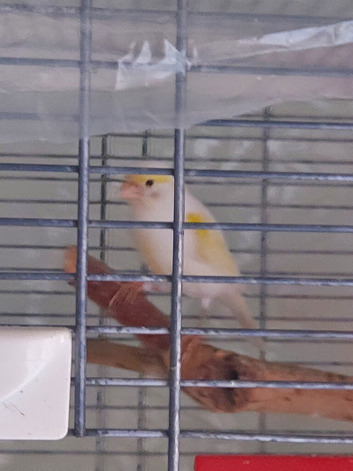 Canary female 2025