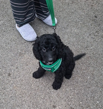 Boy puppy