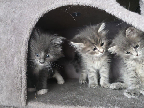 Maine coon litter