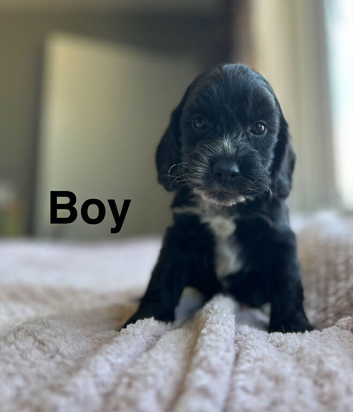 Cockapoo puppy ready to leave us from 30th June