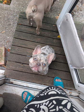 French bulldog blue merl female 2yo