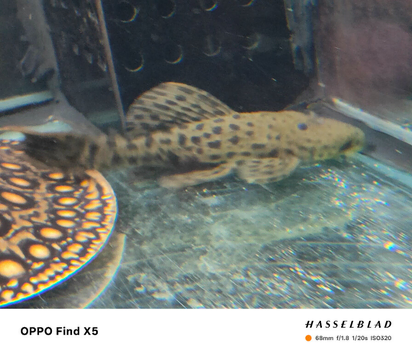l096 spotted cactus plec ( pseudacanthicus spinosus ) 6"