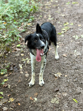 Border Collie
