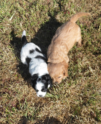 Fluffy Jackapoo &times; Cavalier King Charles Spaniel Puppies for Sale