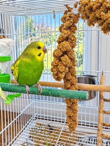 Baby Budgies