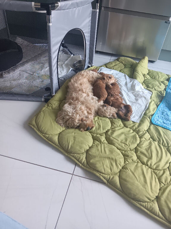 F1B COCKAPOO PUPPIES (COCKAPOO X IKC REGISTERED TOY POODLE)