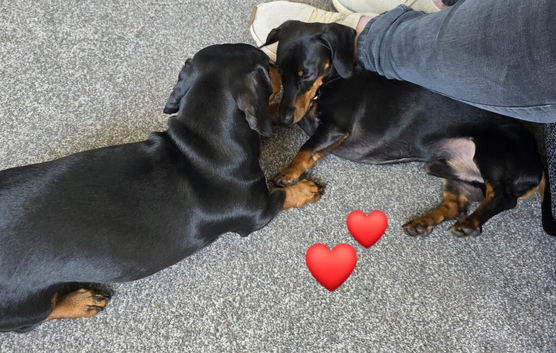 Female miniature dachshund