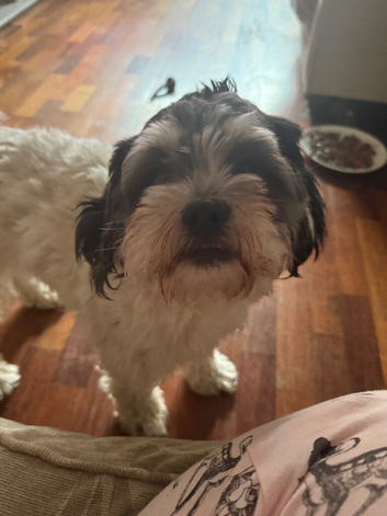 Lovely 1 year old male shihchon