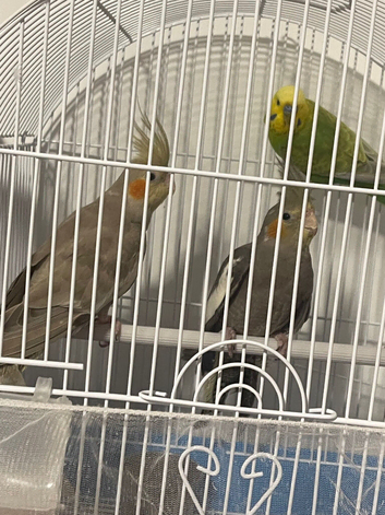 Male and female