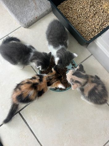 Pretty kittens