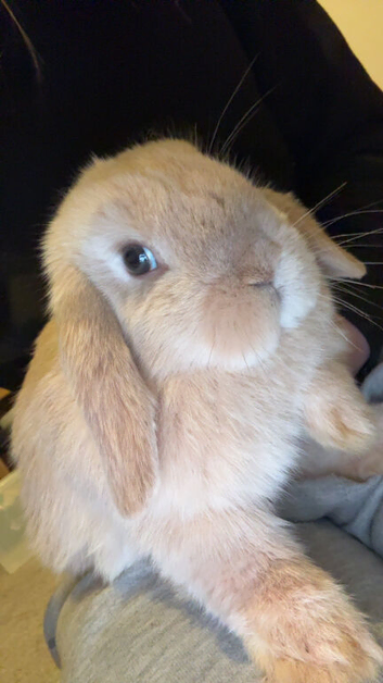 6 month old mini lop buck- friendly and healthy