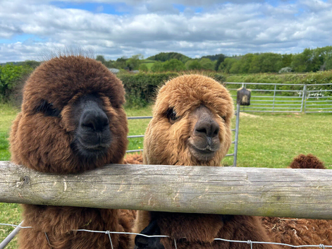 3 Yearling boys looking for a pet home