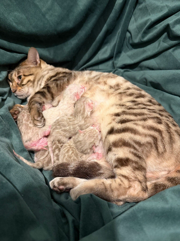Bengal Albino & Snow Lynx Kittens, TICA Registered. Delivery in October it&rsquo;s available!!