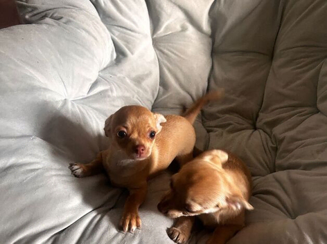 Beautiful Chihuahua Girls for Sale &ndash; Molly & Lolain Burton On Trent