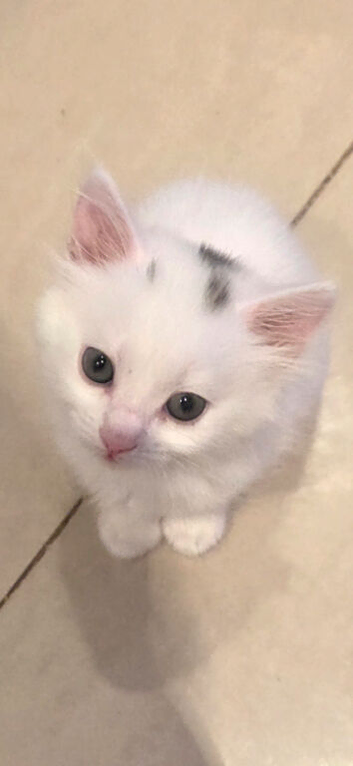 Kittens for sell