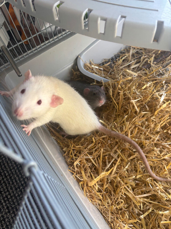 Selling 2 rats