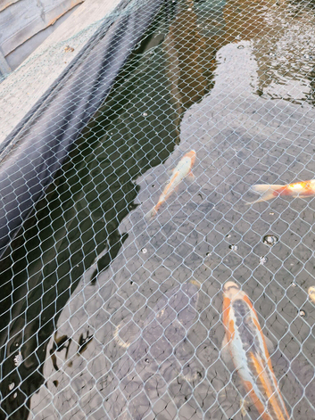 Japanese koi for sale plus a ghost koi