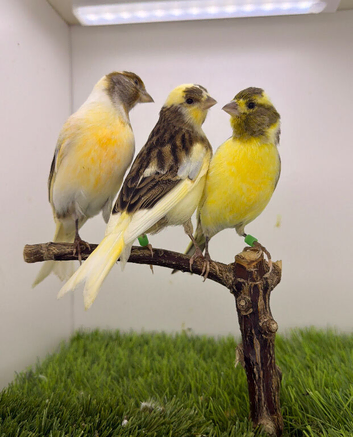 x3 harlequin hens canary&rsquo;s fit and healthy birds