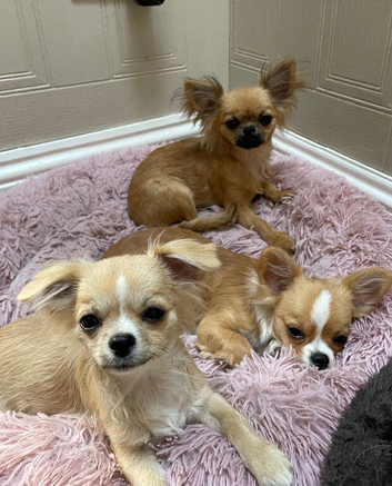 4 Chihuahua puppies for sale