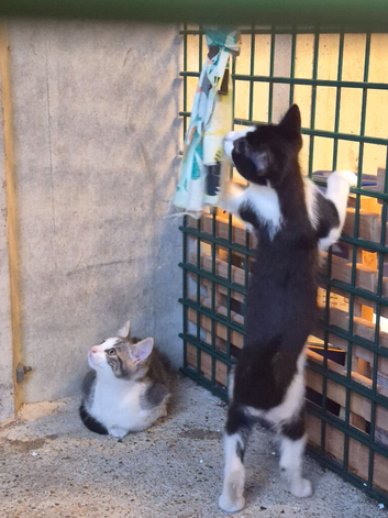 Kittens for sale