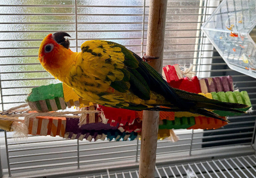 Tame Boy Available To A Good Home Only With Full Set Up