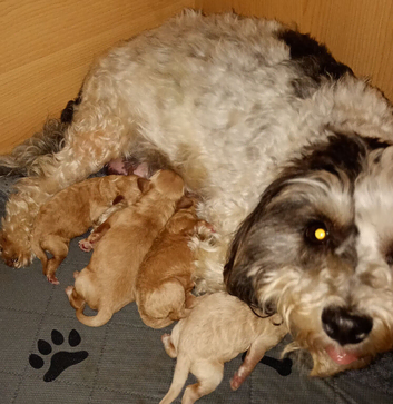 Beautiful F1B maltipoo puppies