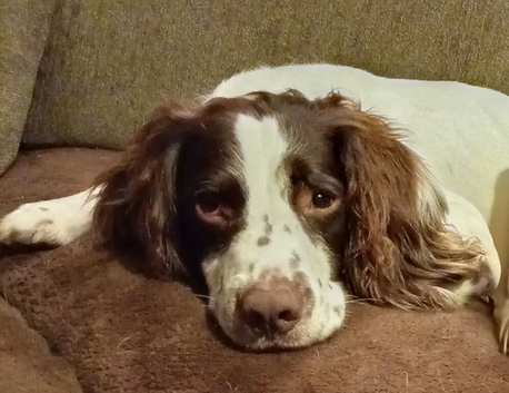 Unnutered male Springer soanel