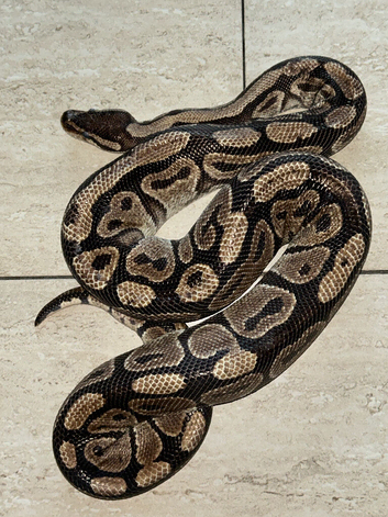 Male ball python