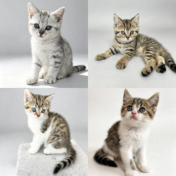 Beautiful British Shorthair Tabby kittens