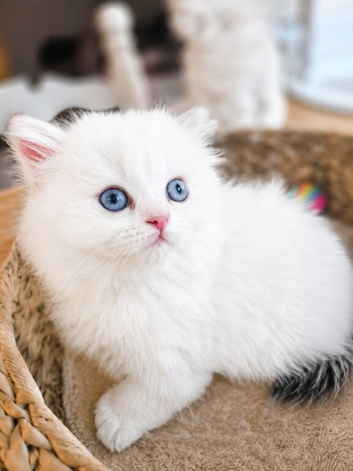 British Longhair & Shorthair