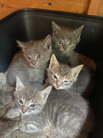 Farm reared grey kittens