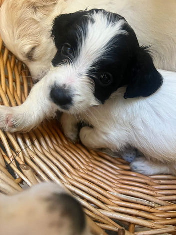 F1 Jackapoo puppies