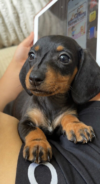 Beautiful Dachshund Puppies &ndash; Ready Now