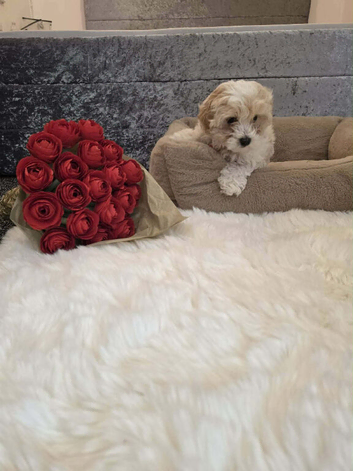 Male Bichon Frise 8 WEEKS OLD. Health and active