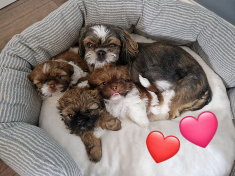 Shih tzu fluffy balls ready to go.