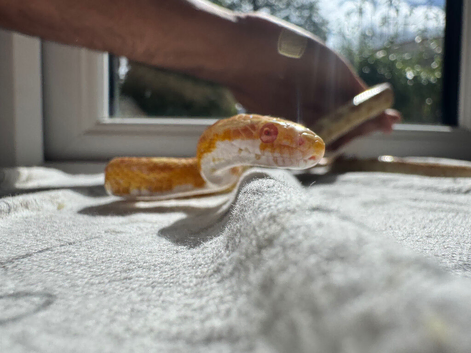 1 year old Corn snakes.