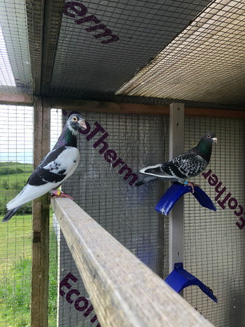 Racing pigeons for sale