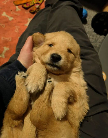 Golden Retriever Puppies &ndash; 4 Boys & 2 Girls Available