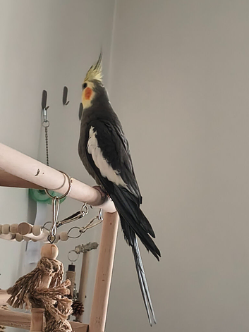 Cockatiel re-home