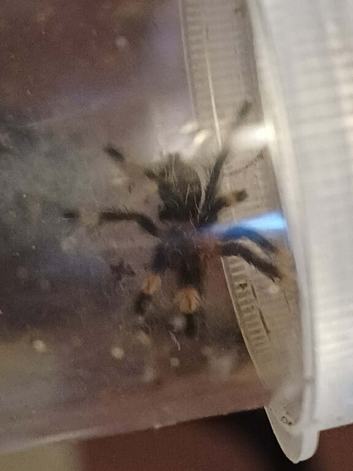 Psalmopoeus irimina slings