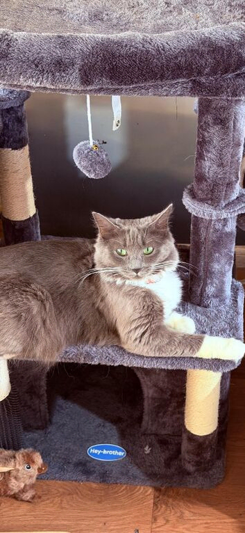 Ragdoll/mainecoon kittens due 20/11/26