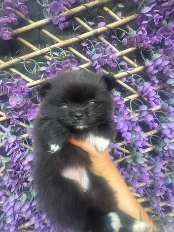 Beautiful female kc puppy