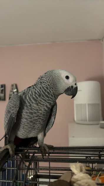 Baby African Grey