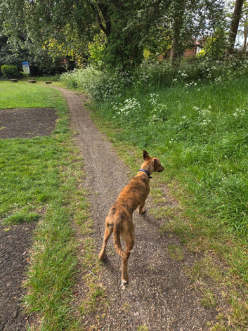 Lurcher cross greyhound